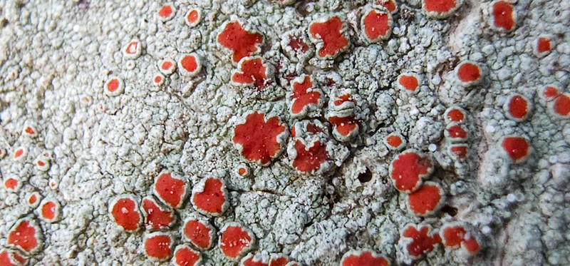 Haematomma persoonii