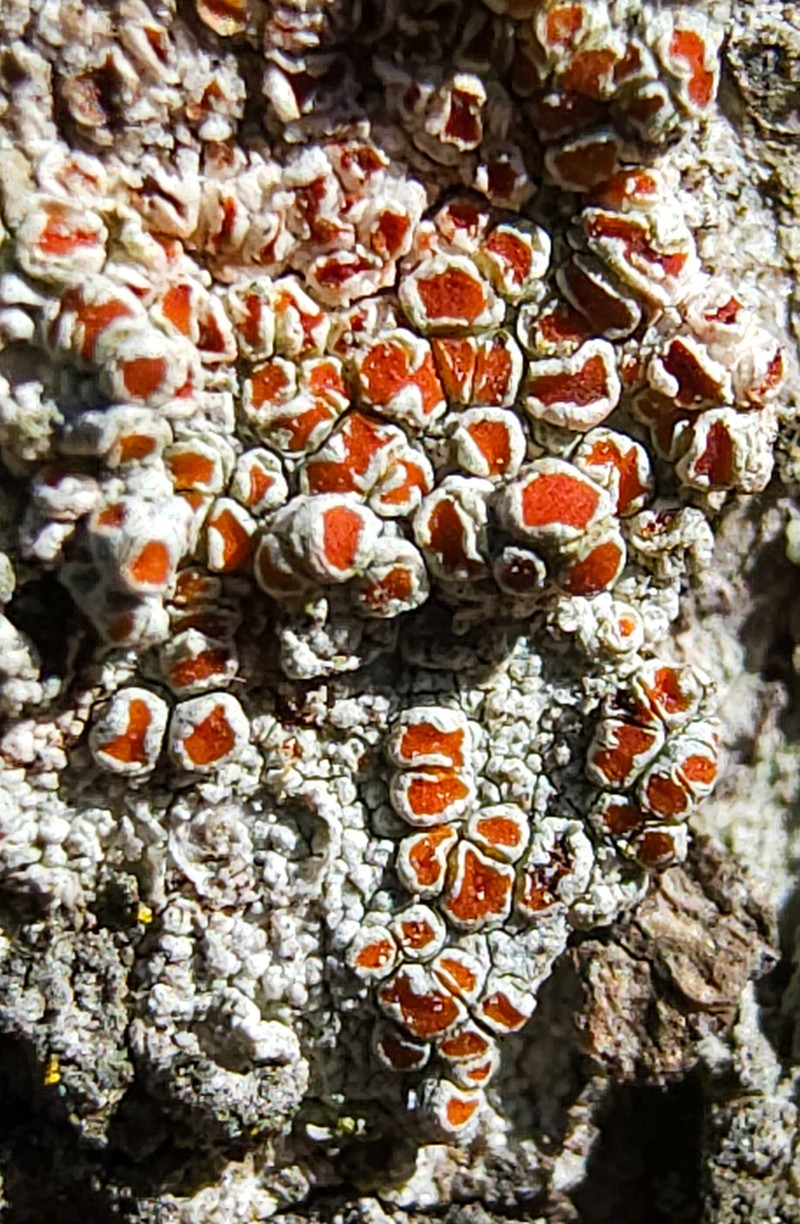 Haematomma persoonii photo 2
