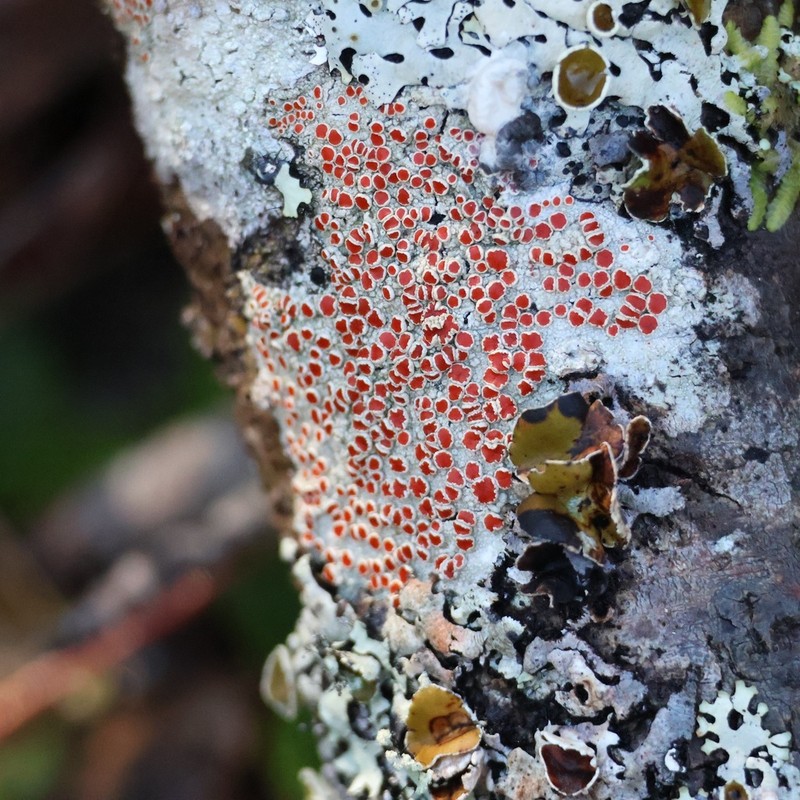 Haematomma persoonii photo 3