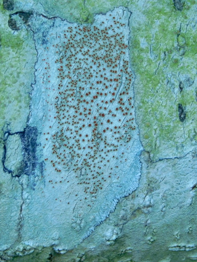 Haematomma persoonii photo 4