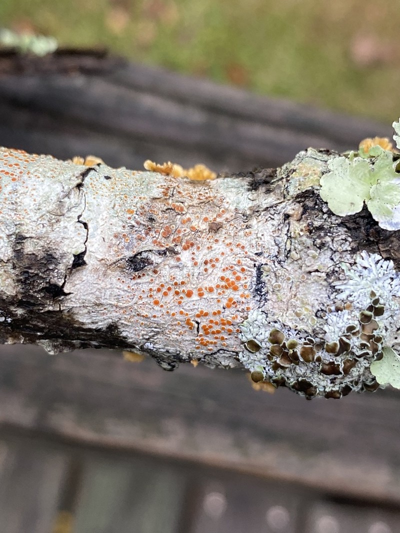 Haematomma persoonii photo 5