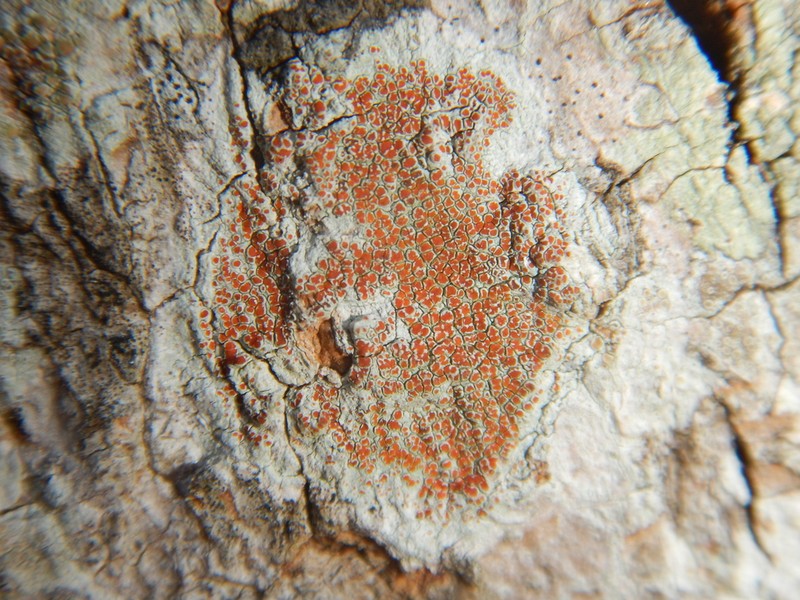 Haematomma persoonii photo 6