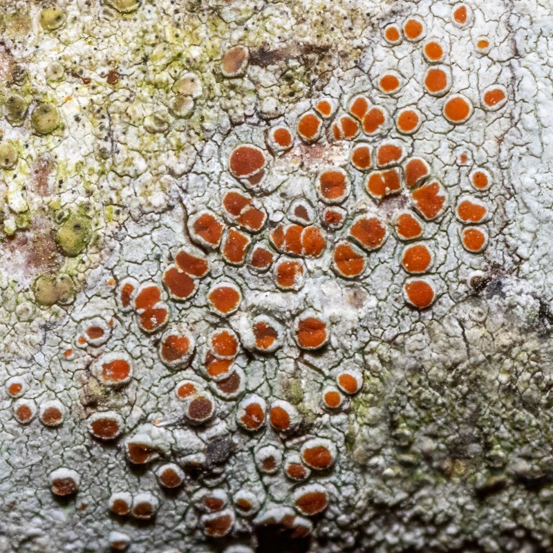 Haematomma persoonii photo 7