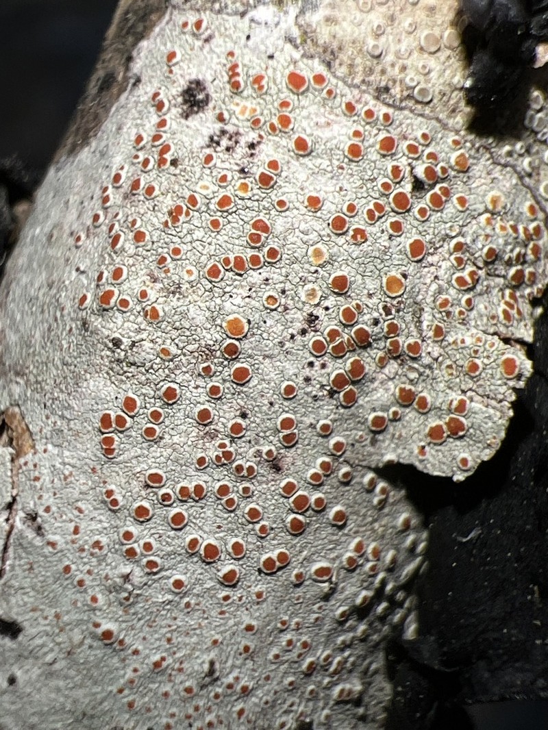 Haematomma persoonii photo 8