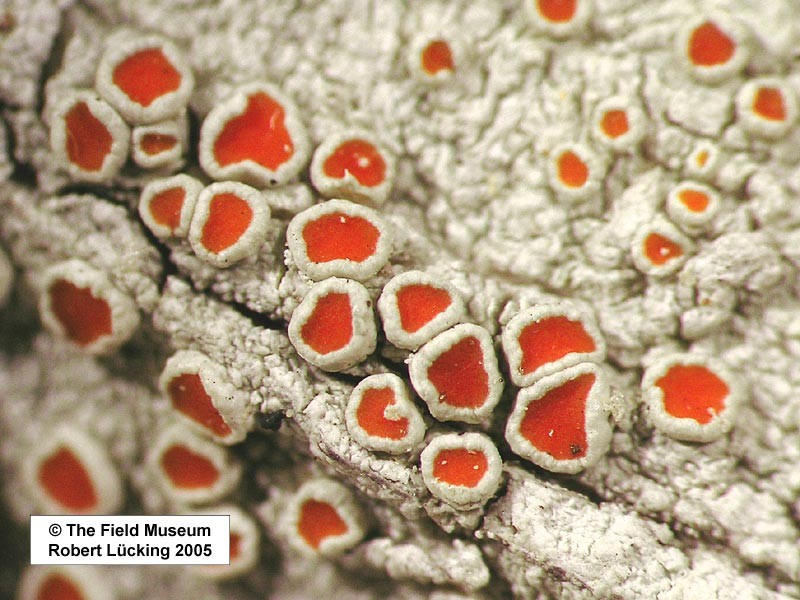 Haematomma rufidulum