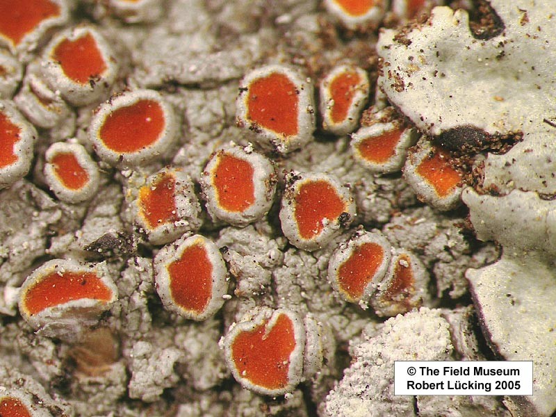 Haematomma rufidulum photo 2