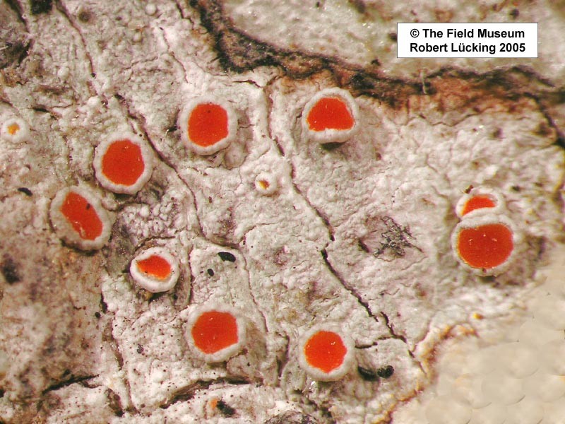 Haematomma rufidulum photo 3
