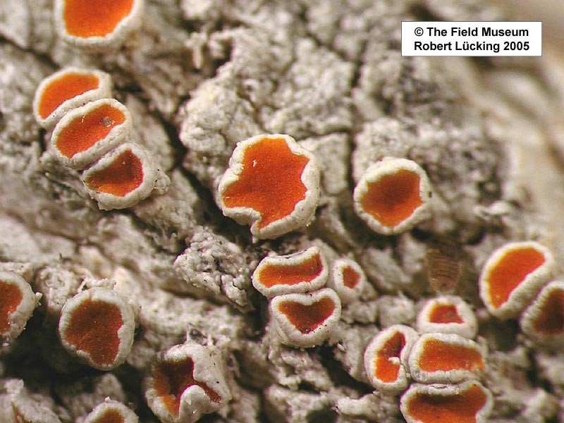 Haematomma rufidulum photo 4