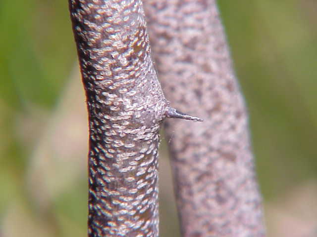 Bloodwoodtree photo 6