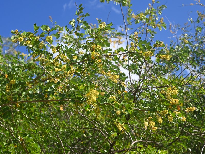 Bloodwoodtree photo 8