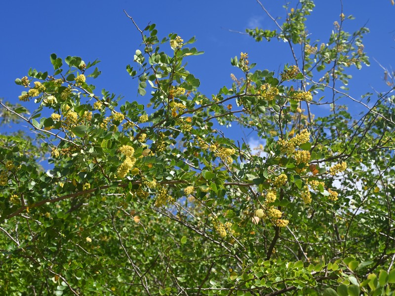 Bloodwoodtree photo 5
