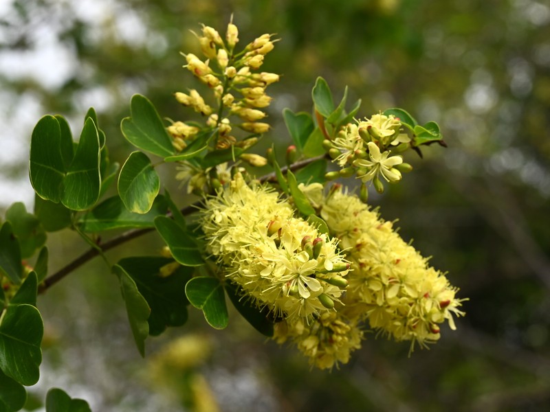 Bloodwoodtree photo 3