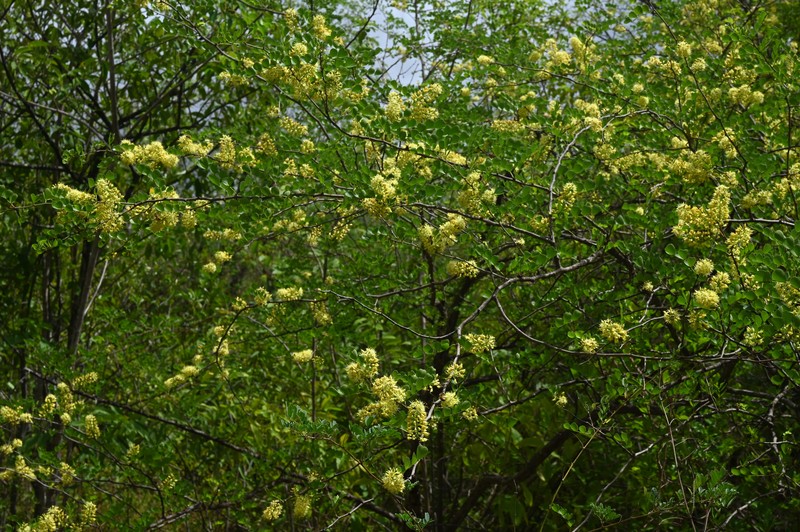 Bloodwoodtree photo 4