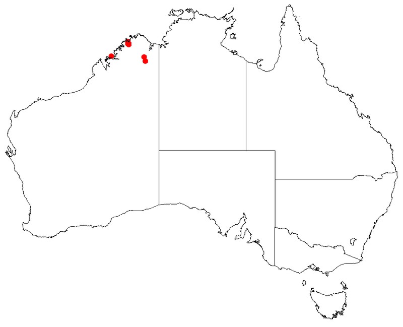 Haemodorum basalticum