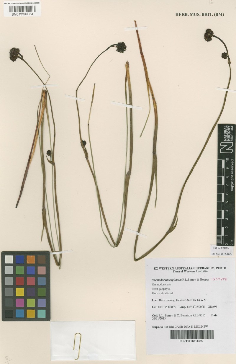 Haemodorum capitatum photo 2