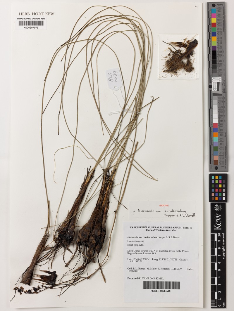 Haemodorum condensatum