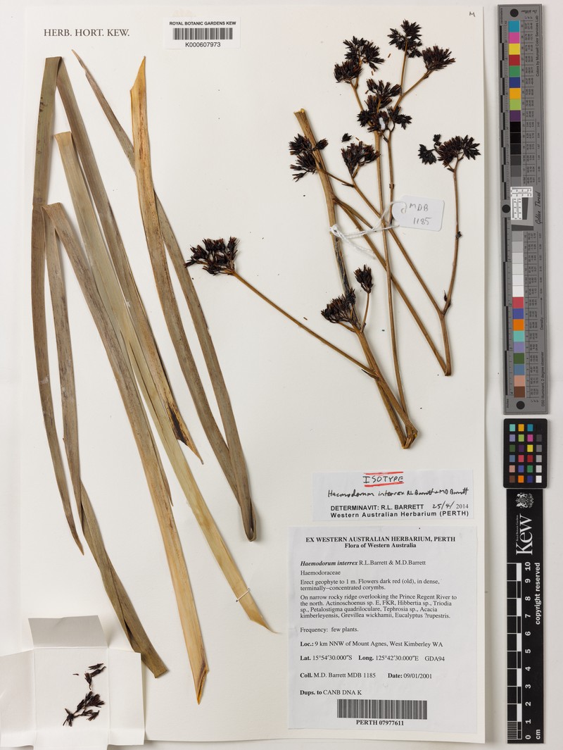 Haemodorum interrex photo 2