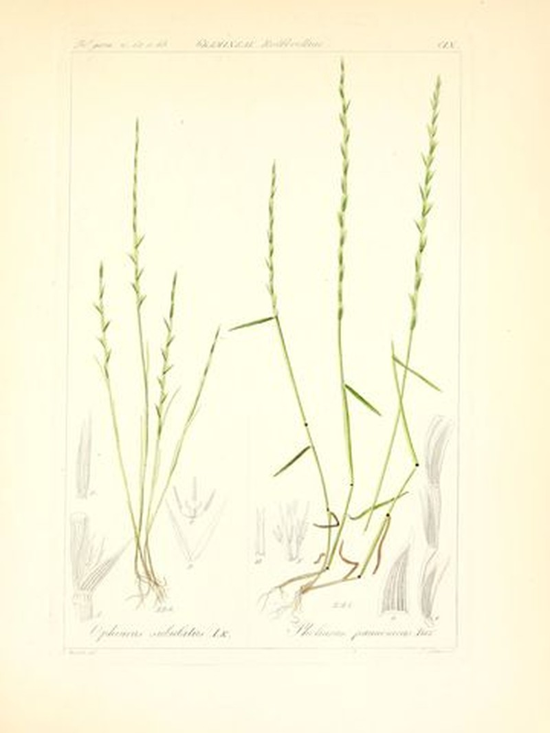 Barbgrass photo 2