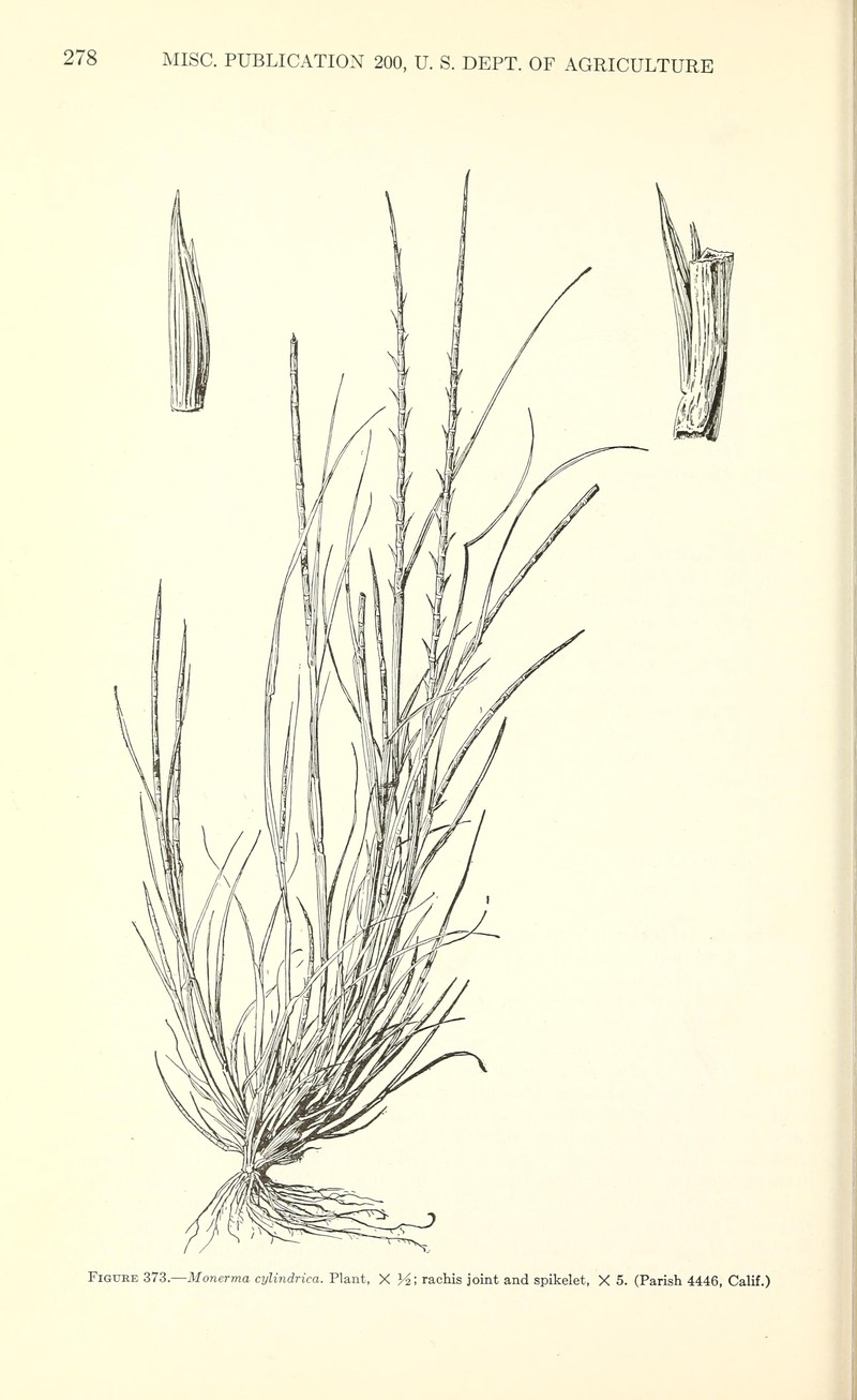 Barbgrass photo 3