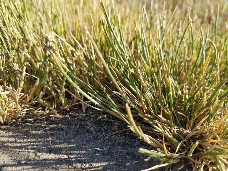 Barbgrass photo 4
