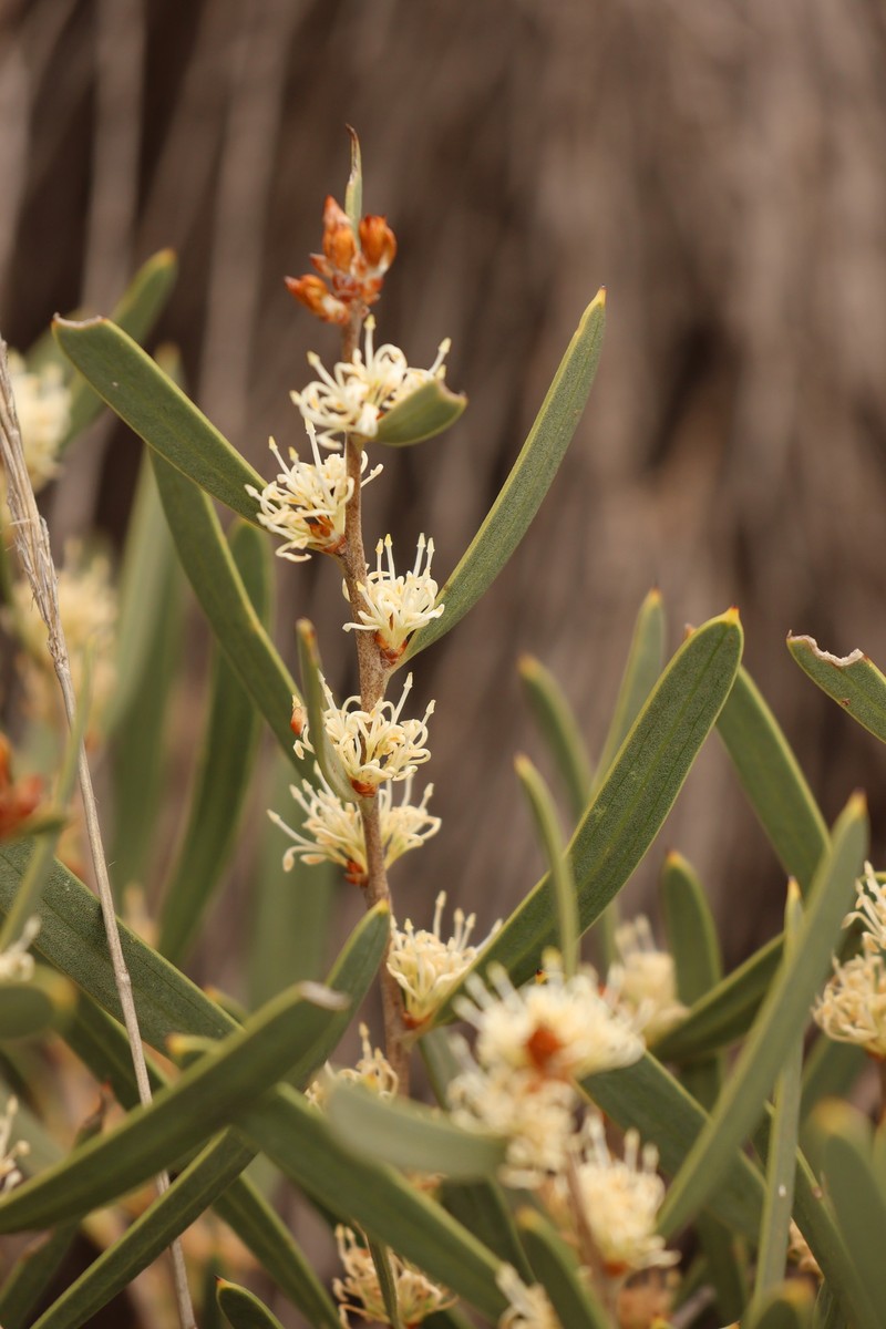 Hakea cygnus subsp. cygnus