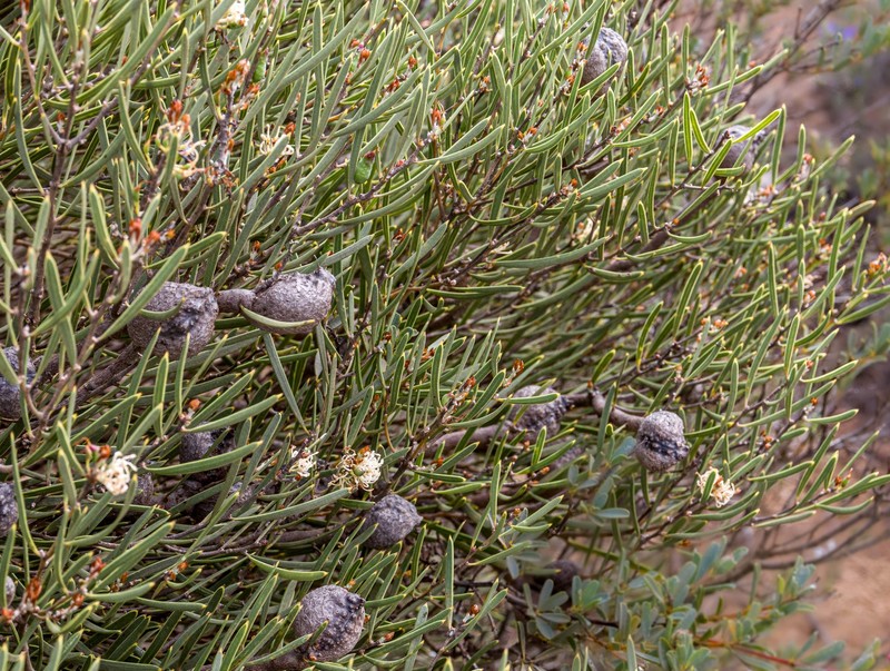 Hakea cygnus subsp. cygnus photo 2