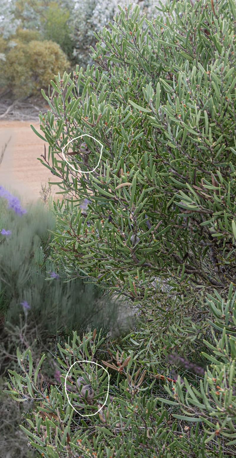 Hakea cygnus subsp. cygnus photo 3