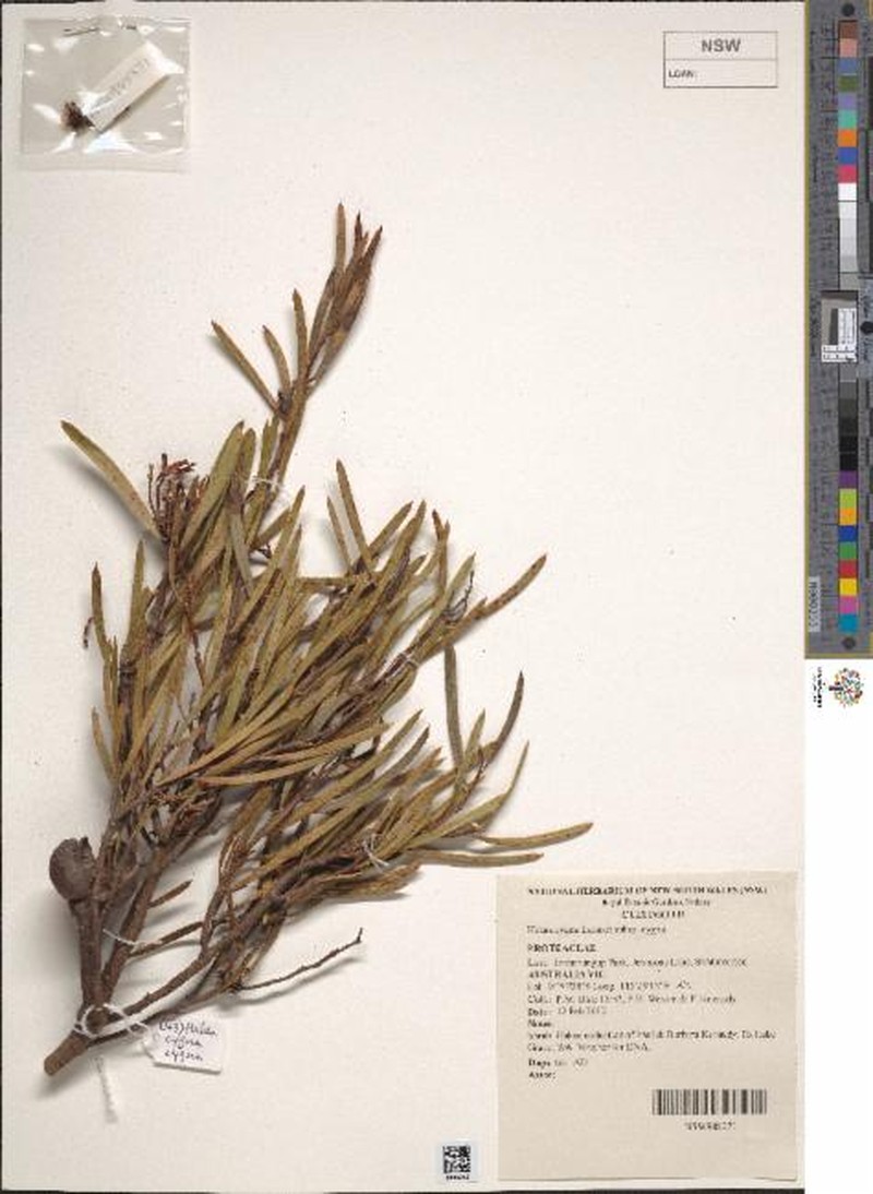 Hakea cygnus subsp. cygnus photo 4