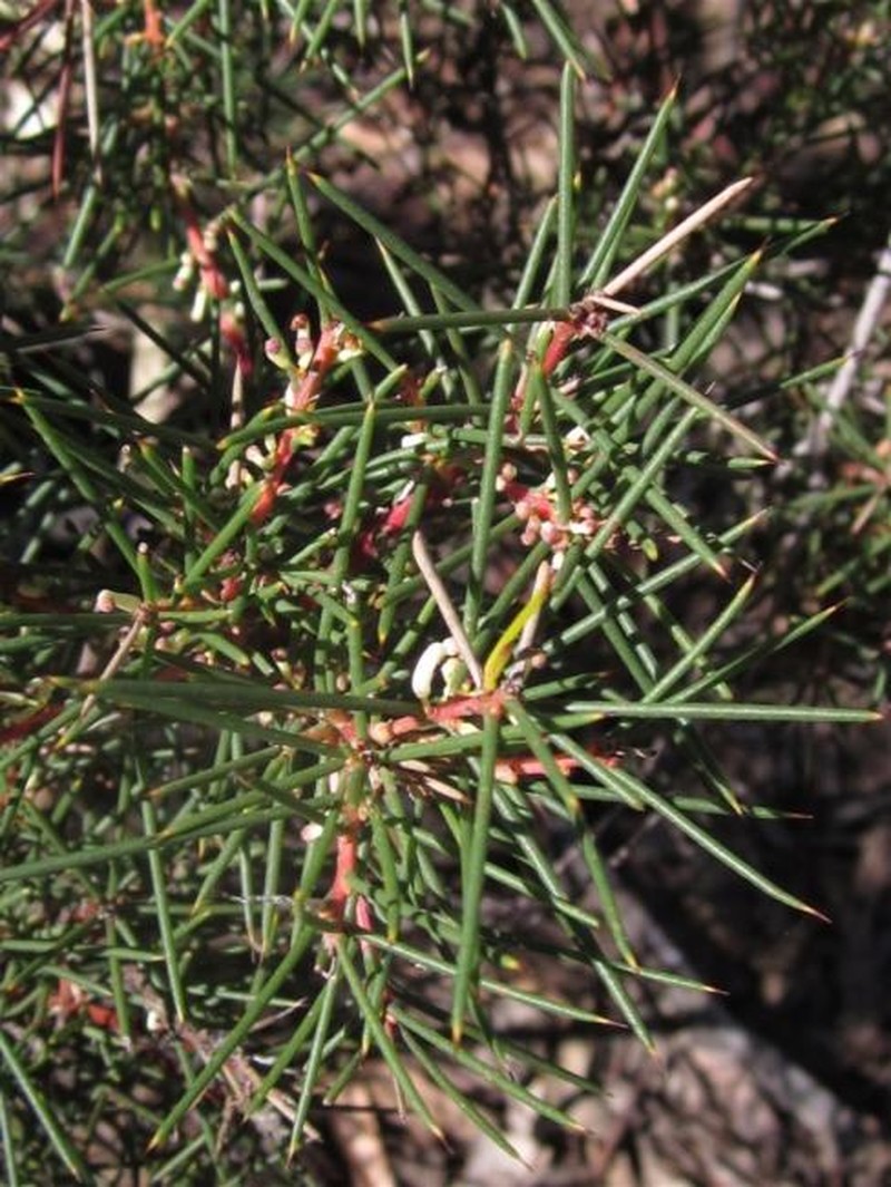 Hakea decurrens subsp. decurrens