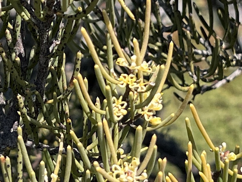 Hakea epiglottis subsp. epiglottis