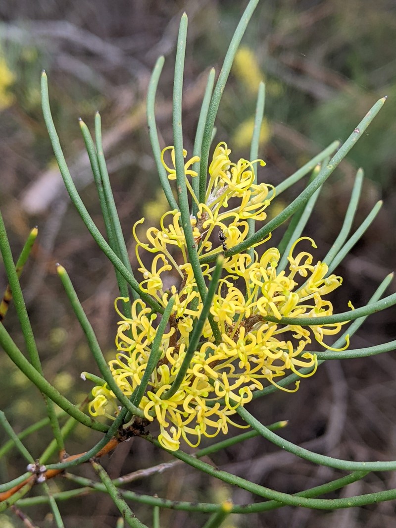 Hakea epiglottis subsp. epiglottis photo 2