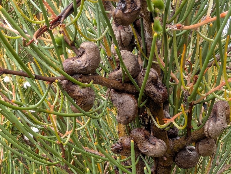 Hakea epiglottis subsp. epiglottis photo 3