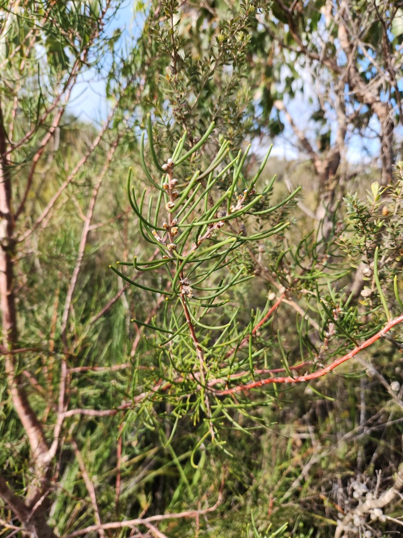 Hakea epiglottis subsp. epiglottis photo 4