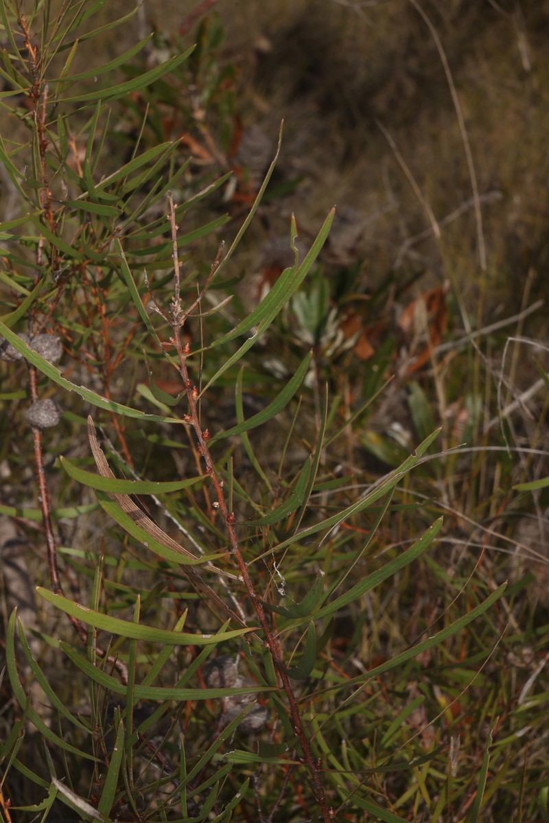 Hakea laevipes subsp. laevipes