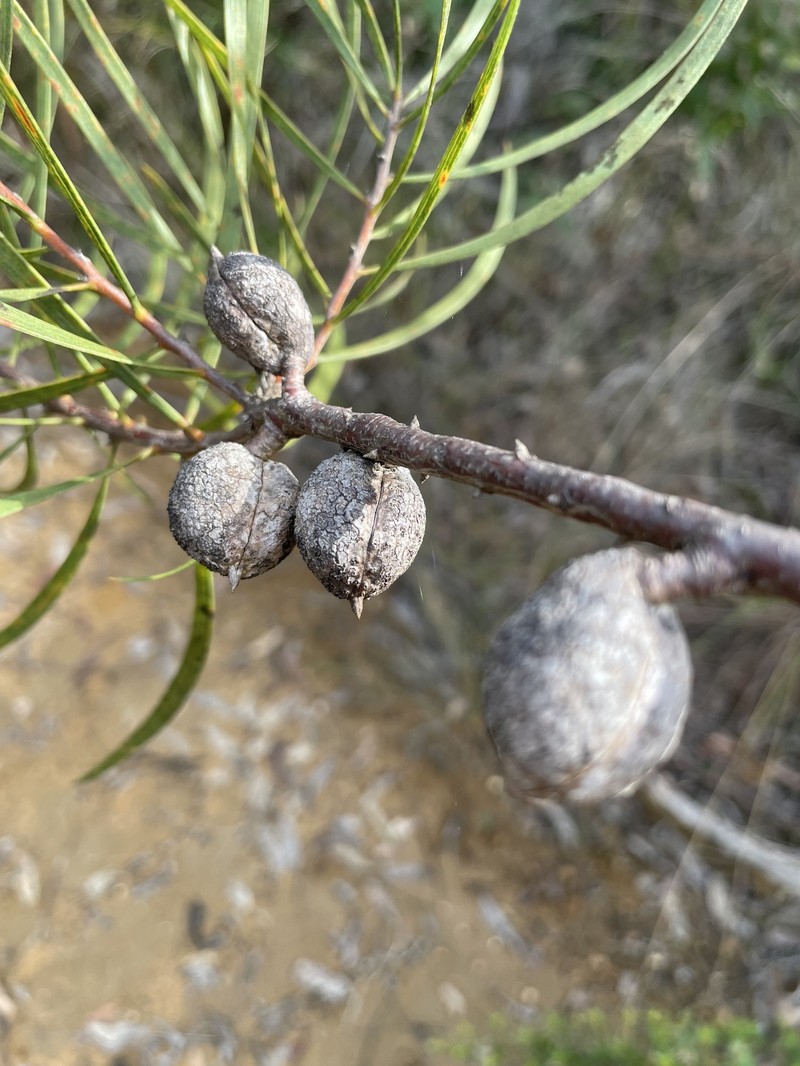 Hakea laevipes subsp. laevipes photo 2