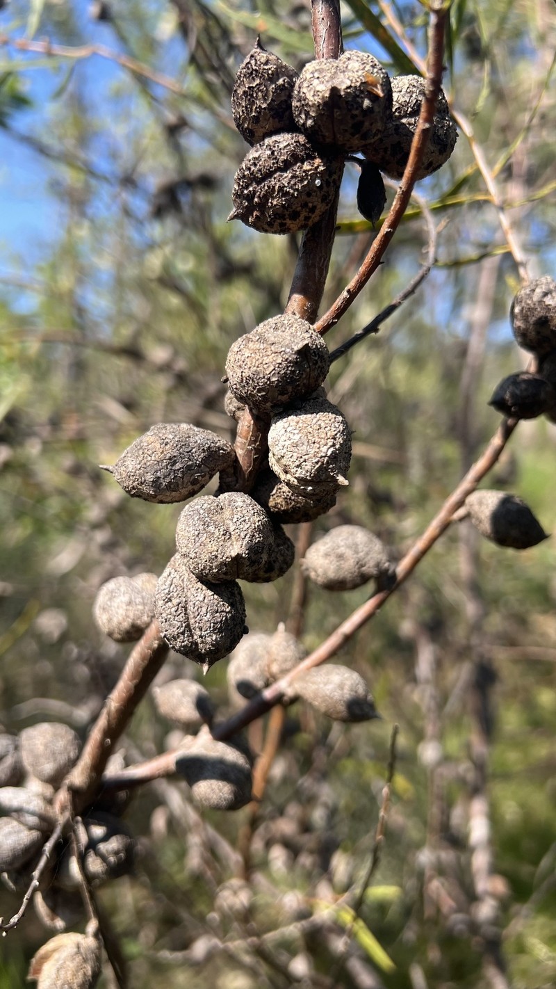 Hakea laevipes subsp. laevipes photo 3