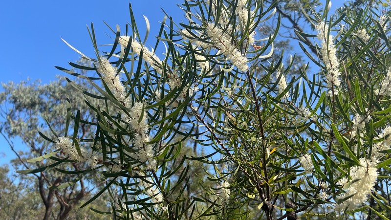 Hakea laevipes subsp. laevipes photo 4