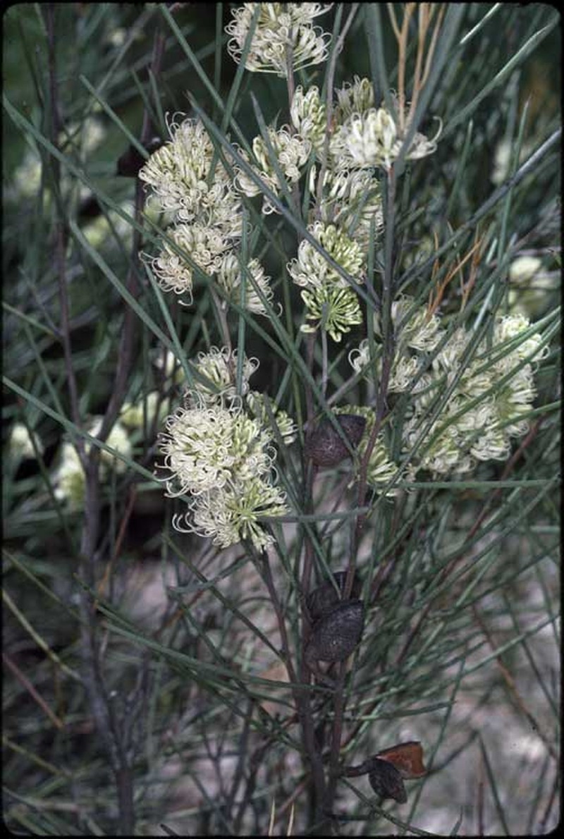 Hakea leucoptera subsp. leucoptera