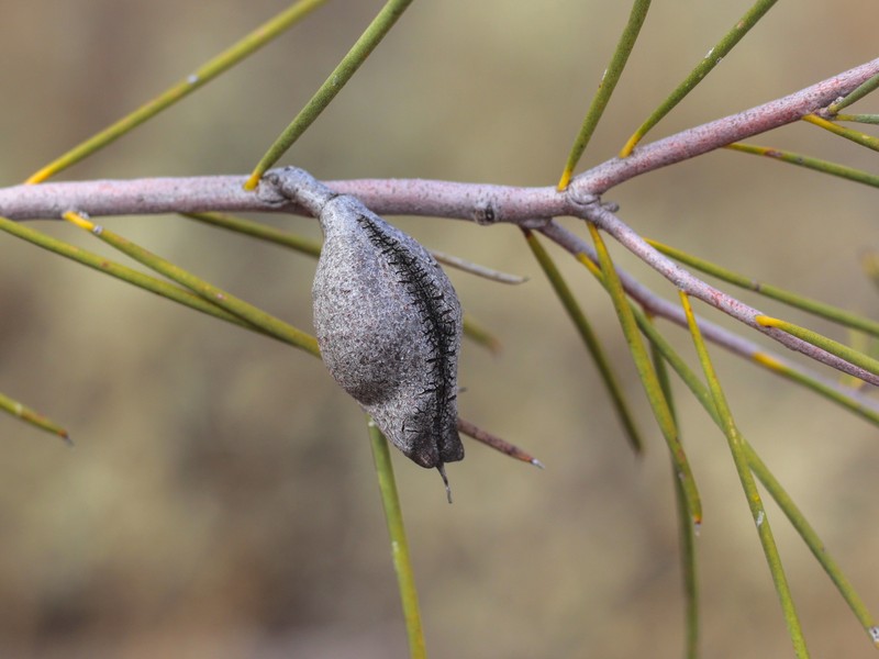 Hakea leucoptera subsp. leucoptera photo 2