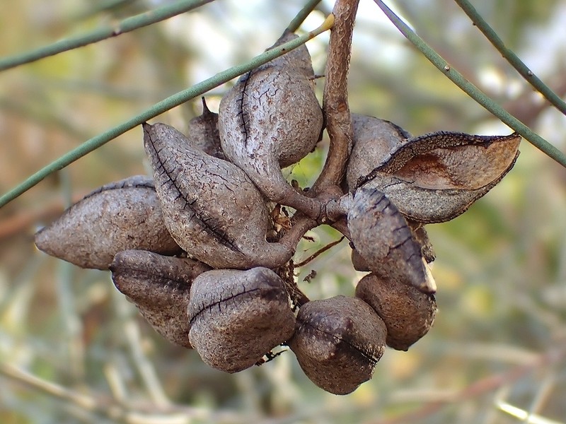 Hakea leucoptera subsp. leucoptera photo 3