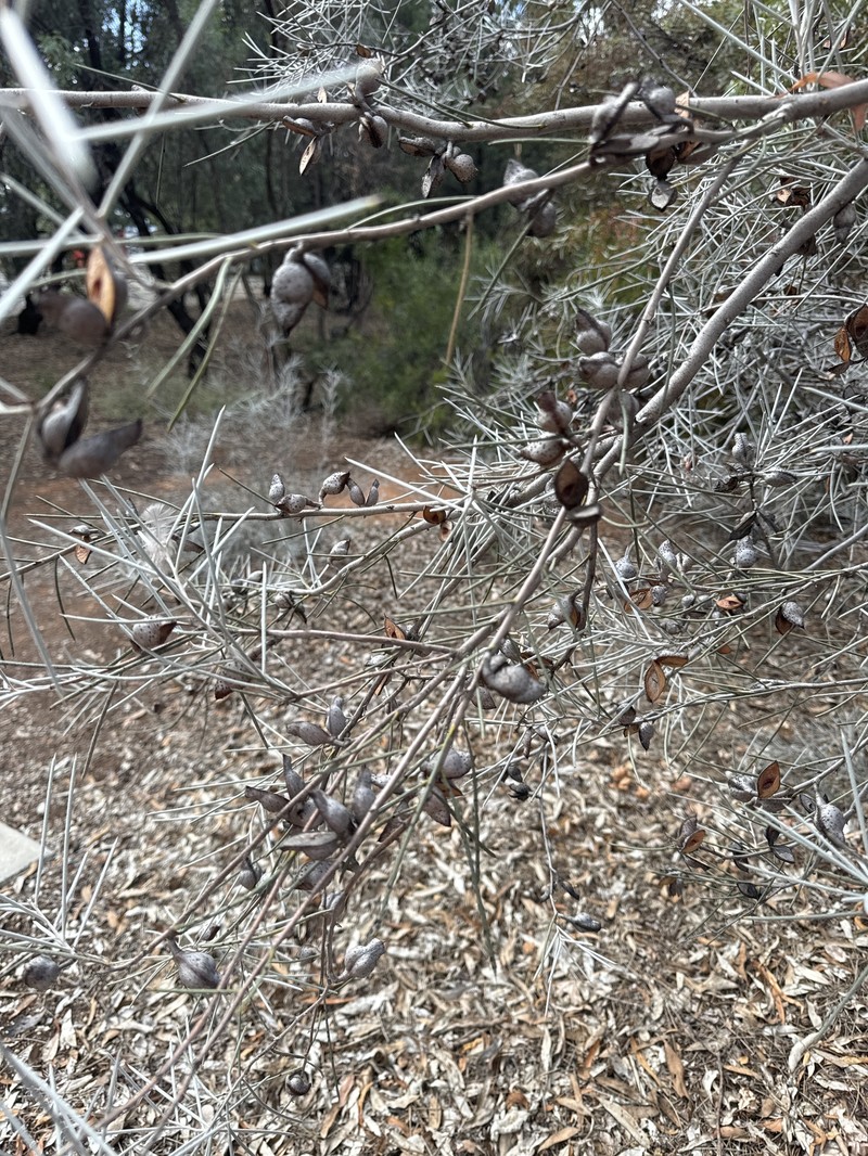 Hakea leucoptera subsp. leucoptera photo 4