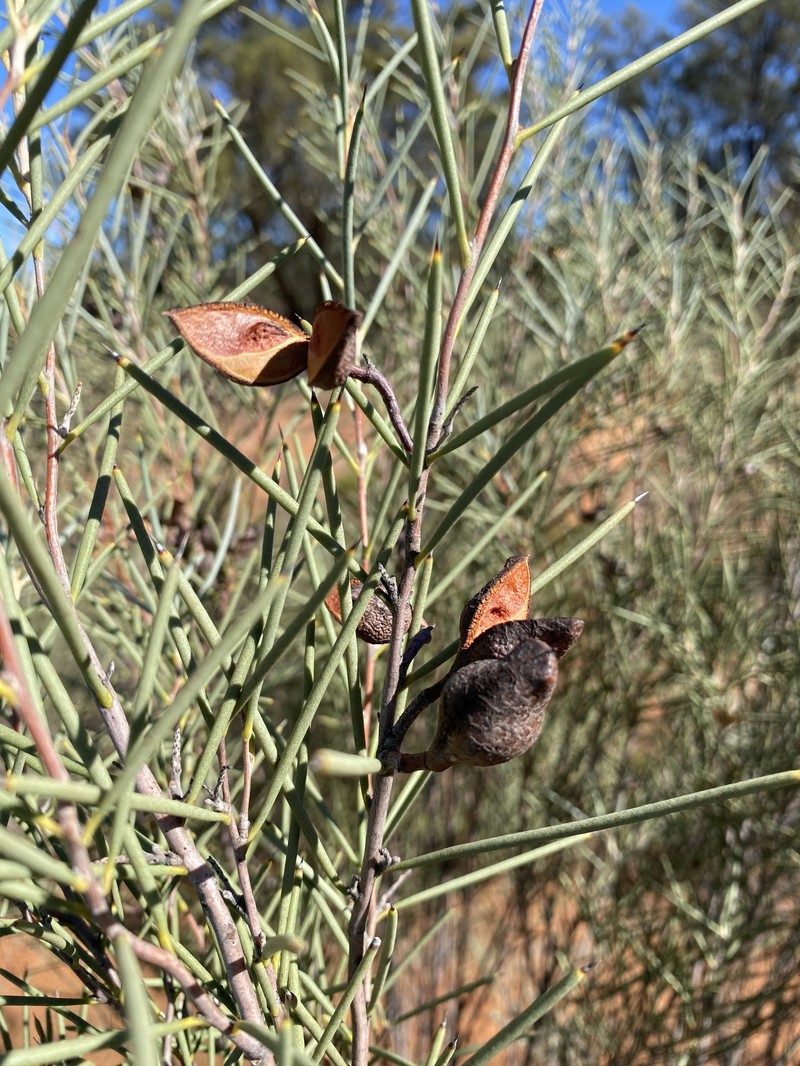 Hakea leucoptera subsp. leucoptera photo 5