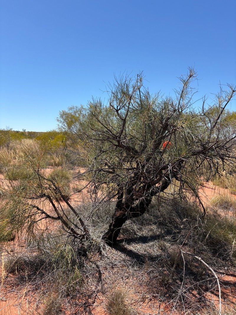 Hakea lorea subsp. lorea