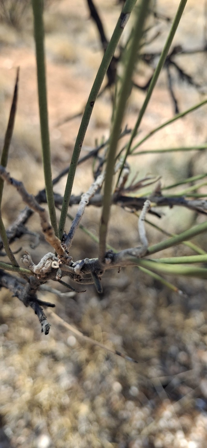 Hakea lorea subsp. lorea photo 2