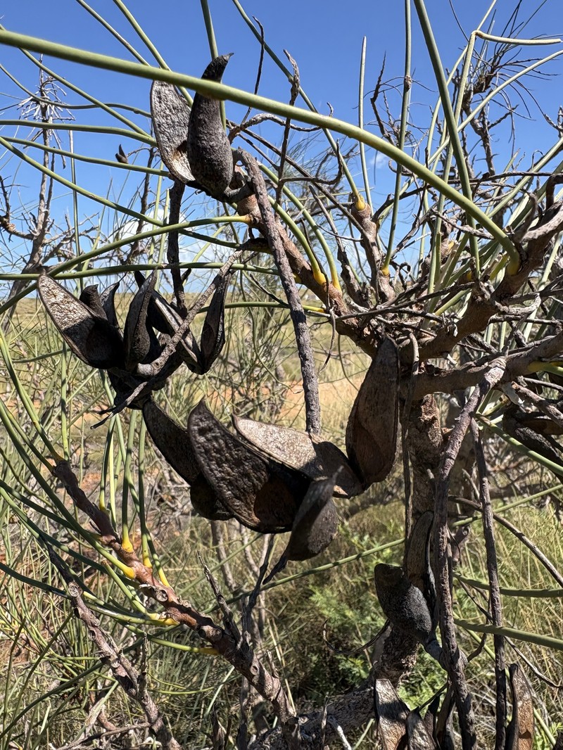 Hakea lorea subsp. lorea photo 3