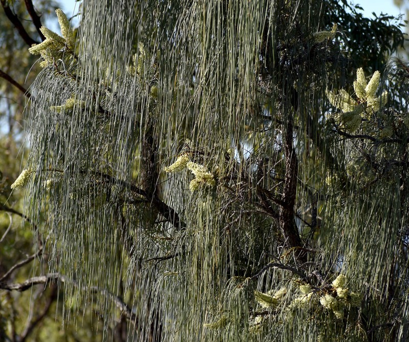 Hakea lorea subsp. lorea photo 4