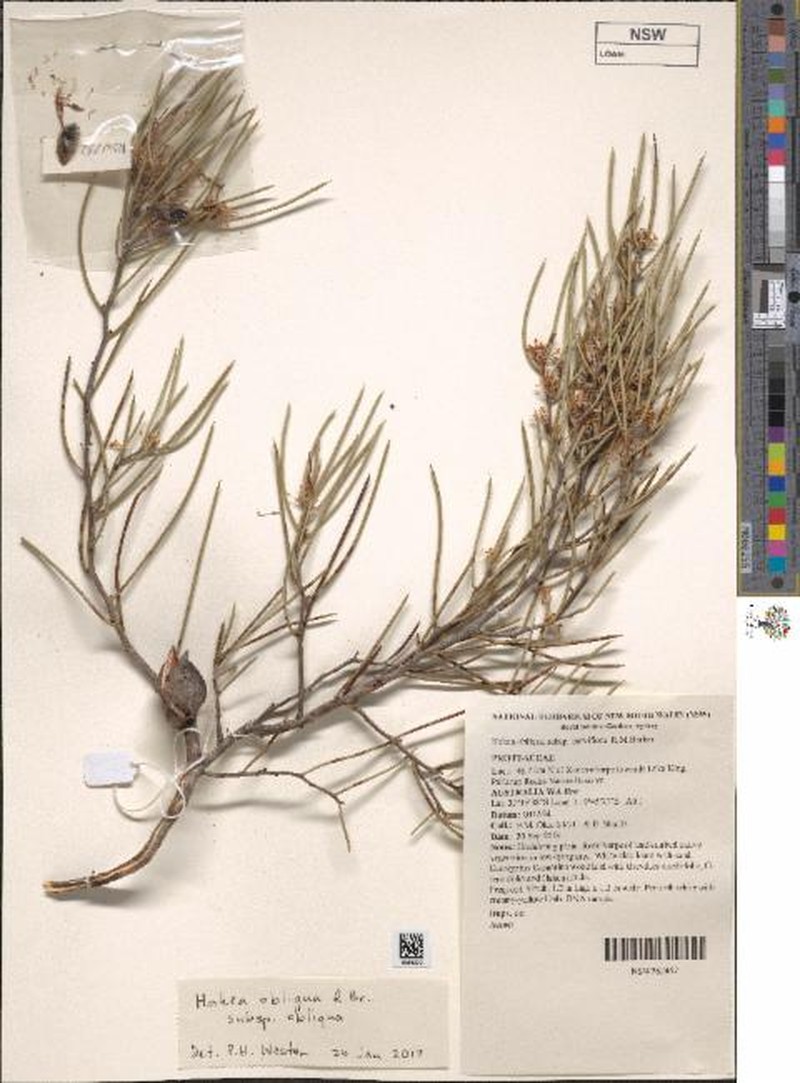 Hakea obliqua subsp. obliqua