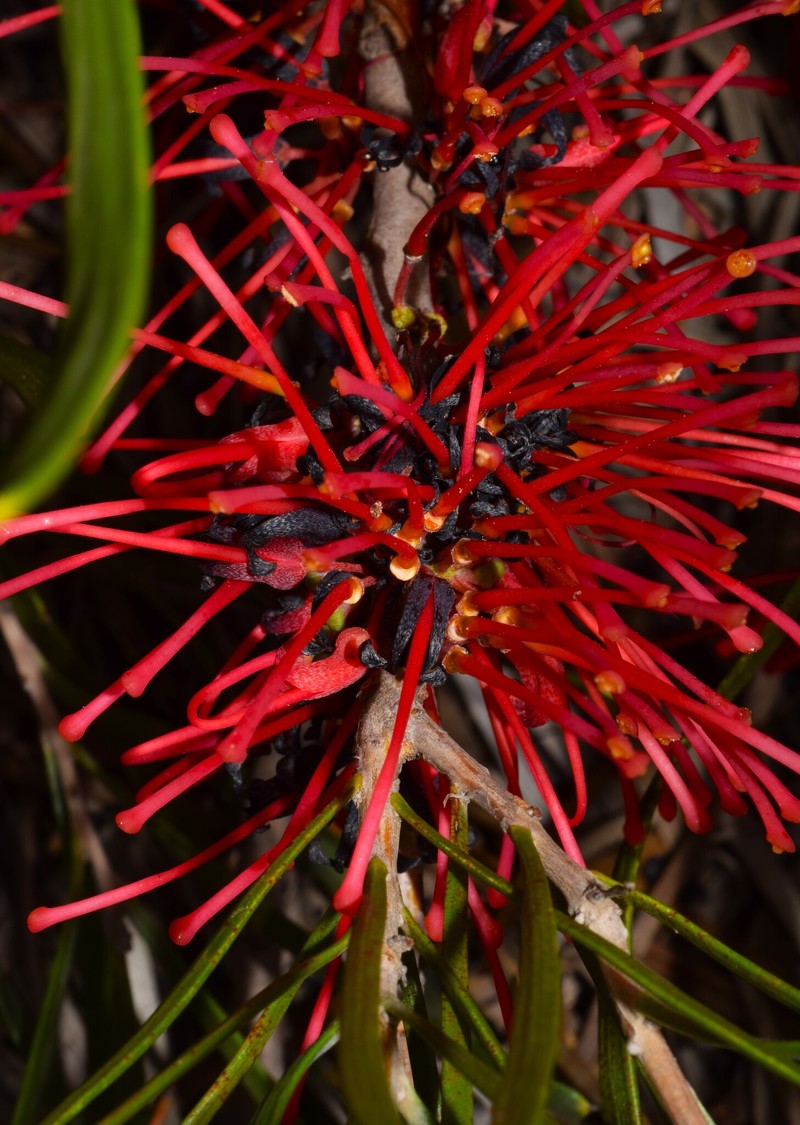 Hakea orthorrhyncha var. orthorrhyncha