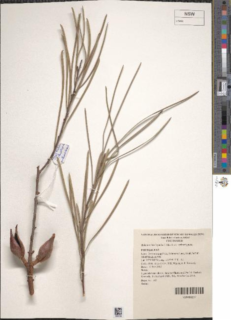 Hakea orthorrhyncha var. orthorrhyncha photo 2
