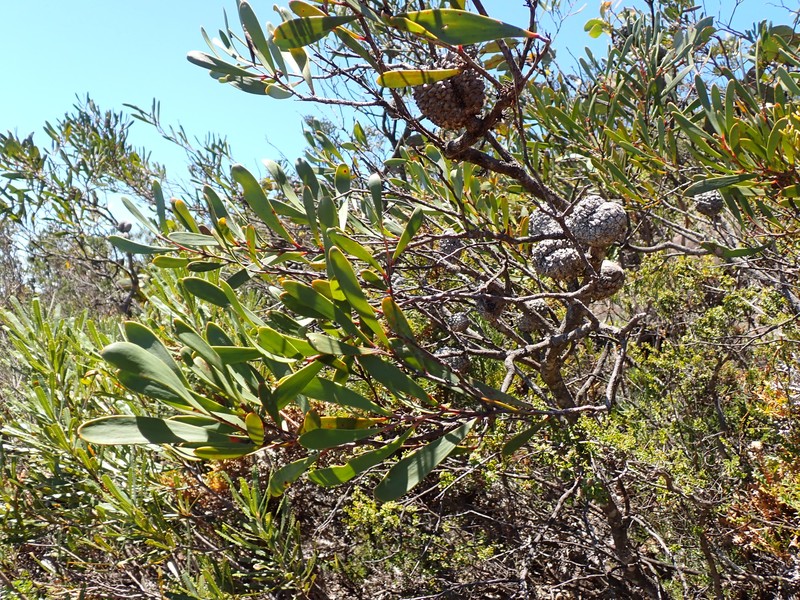 Hakea pandanicarpa subsp. pandanicarpa